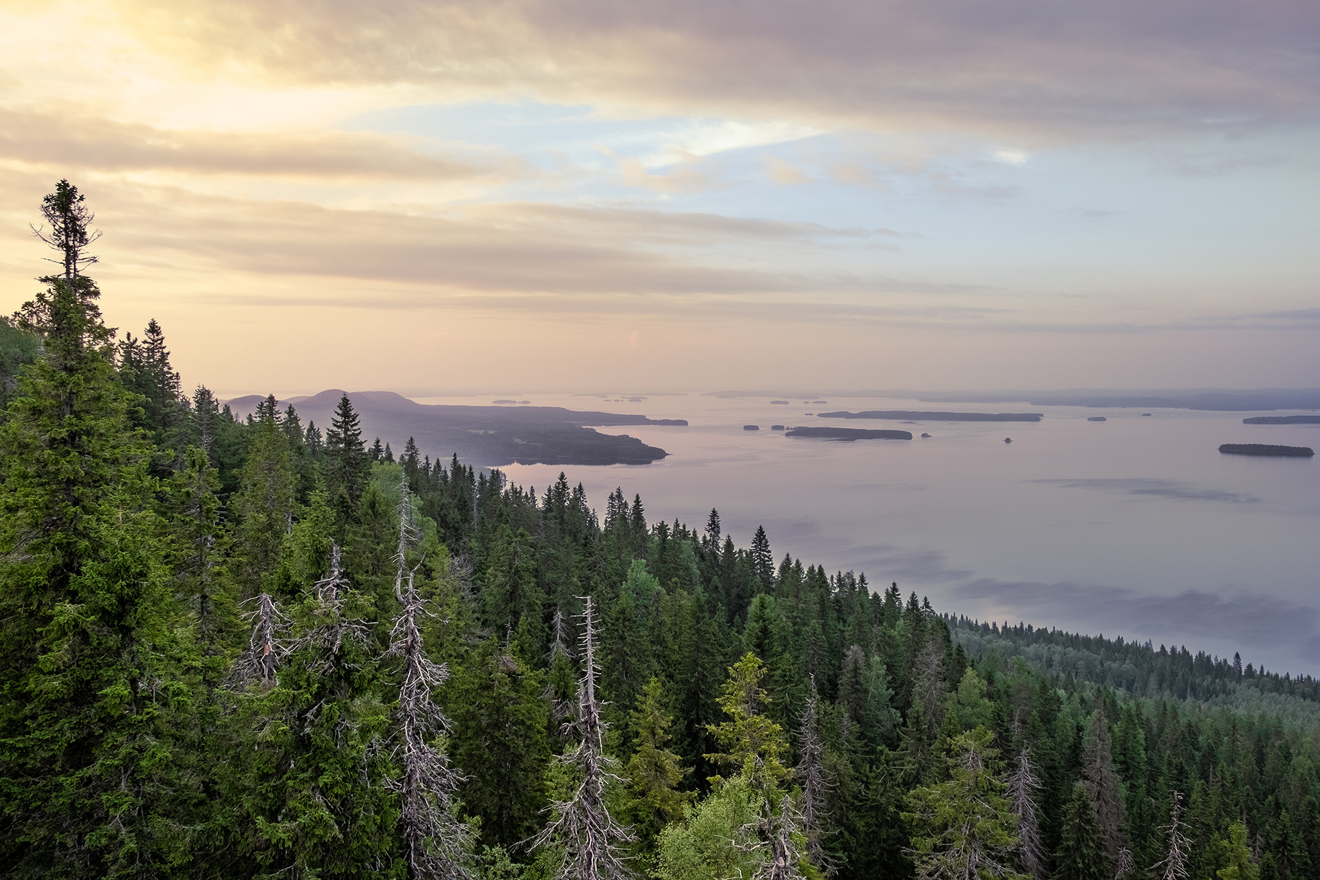 Pellopuu luontokuva järvimaisema