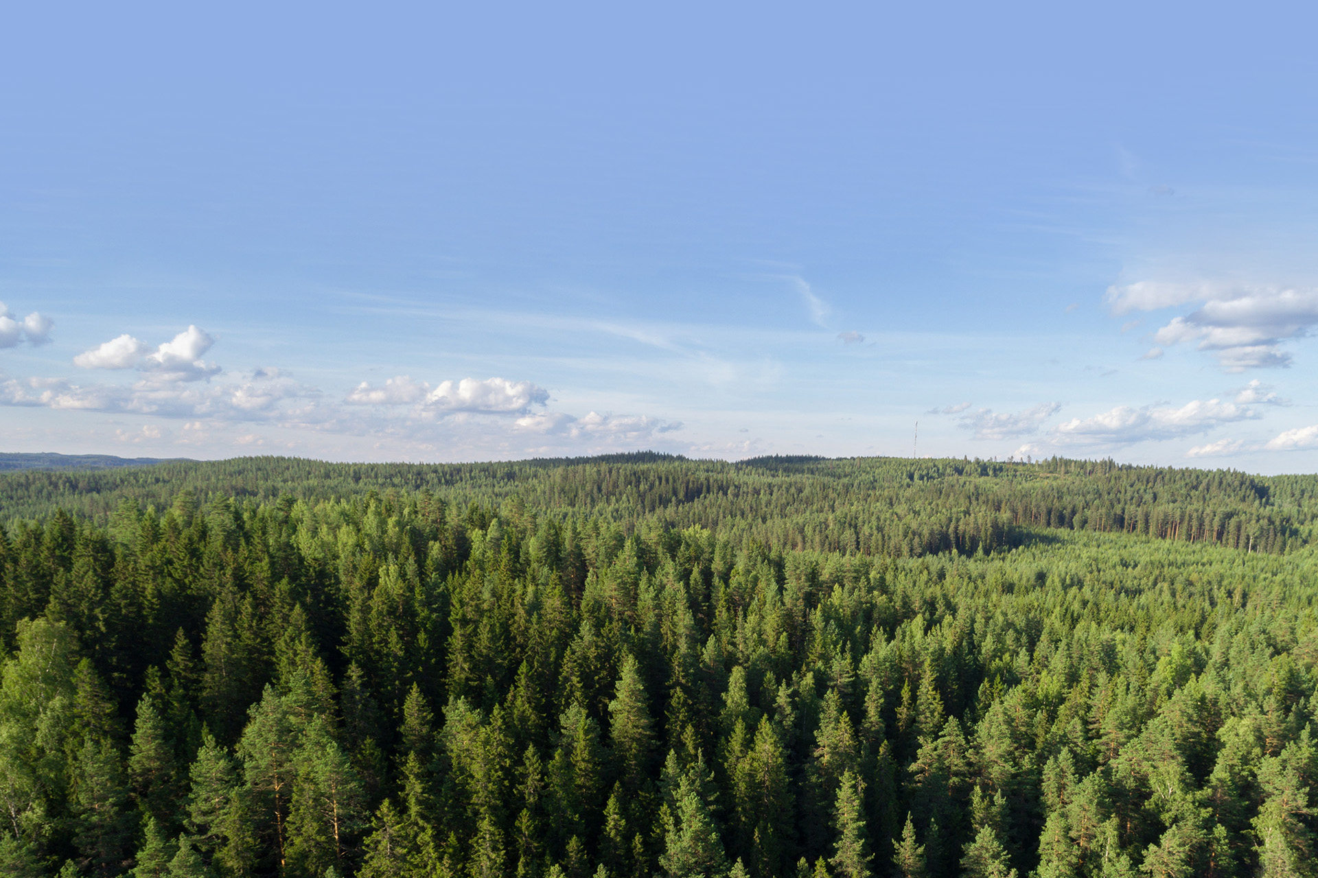 Pellopuu forest landscape