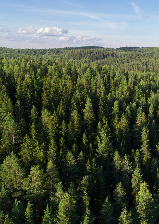 Pellopuu luontokuva metsämaisema pystykuva