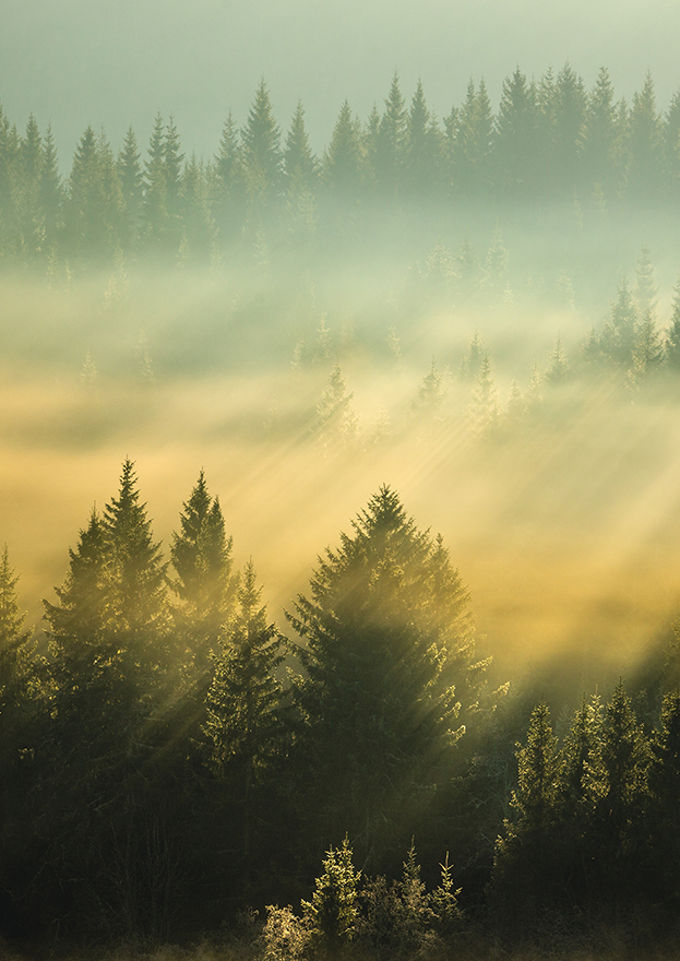 Pellopuu luontakuva metsämaisema pystykuva