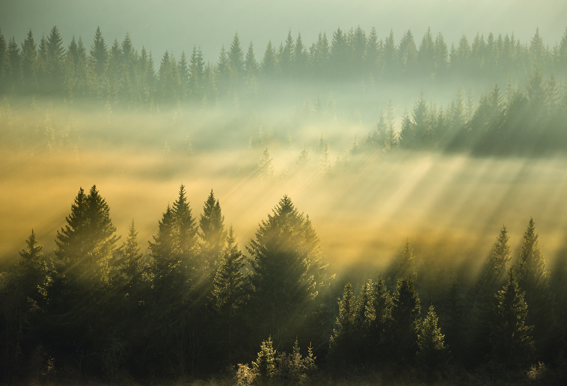 Pellopuu luontakuva metsämaisema